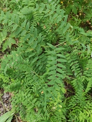 Vicia cassubica