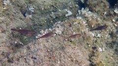 Sparisoma cretense