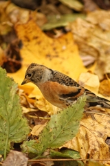 Fringilla montifringilla
