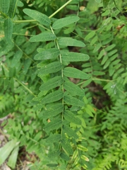Vicia cassubica