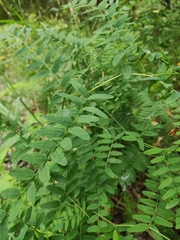 Vicia cassubica
