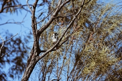 Phylidonyris novaehollandiae