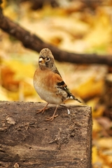 Fringilla montifringilla