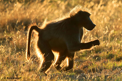 Papio ursinus ursinus