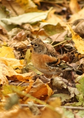 Fringilla montifringilla