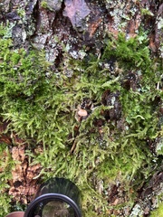 Paragymnopus perforans