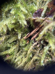 Paragymnopus perforans