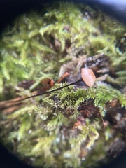 Paragymnopus perforans