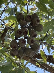 Corymbia ptychocarpa ptychocarpa