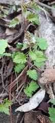 Veronica plebeia