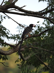 Urocissa erythroryncha