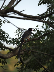 Urocissa erythroryncha