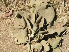 Verbascum pulverulentum