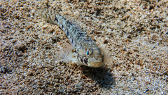Gobius geniporus