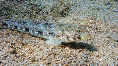 Gobius geniporus