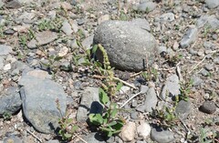 Chenopodium acuminatum