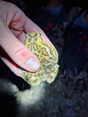 Sclerophrys garmani