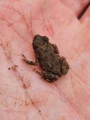 Poyntonophrynus fenoulheti