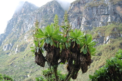 Dendrosenecio