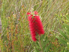 Melaleuca pachyphylla