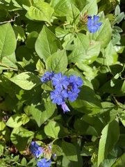 Ceratostigma