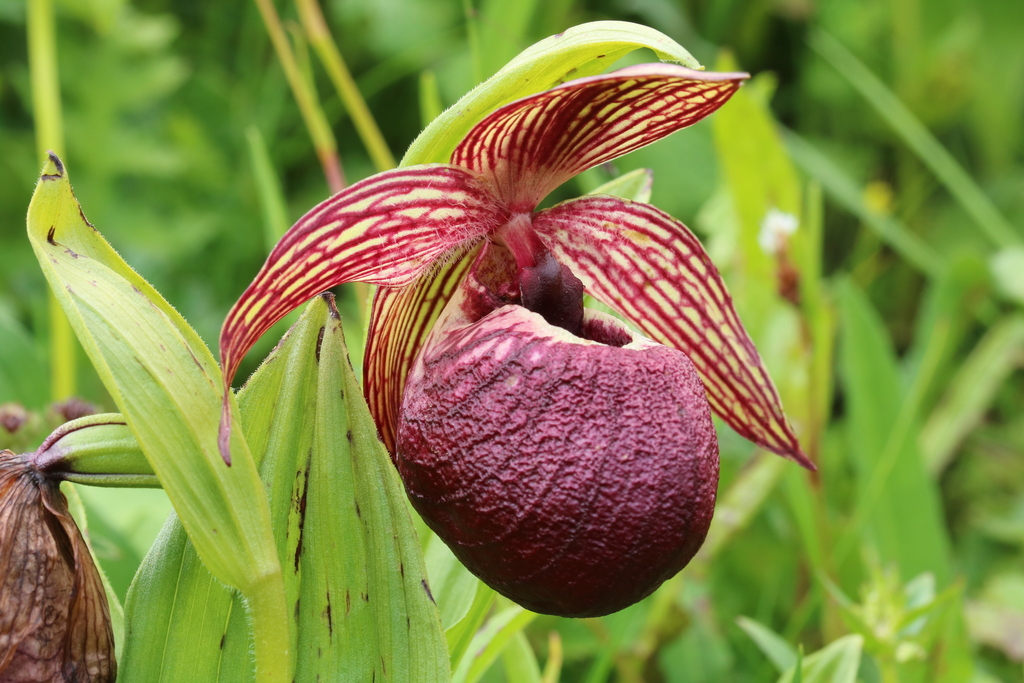 Tibetan Lady's Slipper Orchid (Cypripedium tibeticum) · iNaturalist