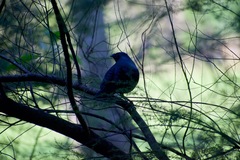 Ptilonorhynchus violaceus