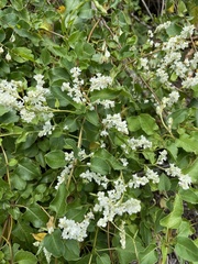 Fallopia baldschuanica