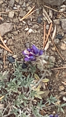 Lupinus lepidus