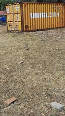 Burhinus capensis capensis