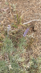 Lupinus argenteus