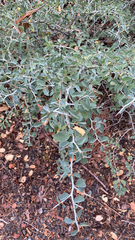 Ceanothus cordulatus