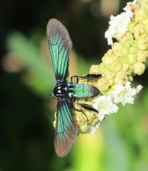 Poliopastea indistincta