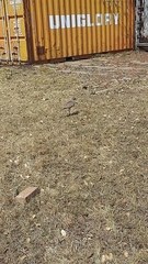 Burhinus capensis capensis