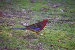 Platycercus elegans × eximius