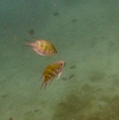 Amblyglyphidodon curacao