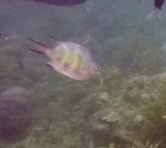 Amblyglyphidodon curacao