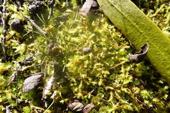 Triquetrella papillata