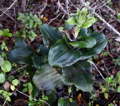 Bonatea speciosa