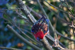 Platycercus elegans × eximius