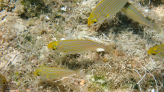 Sarpa salpa