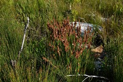 Elegia tectorum