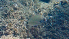 Diplodus sargus