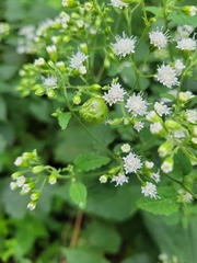 Schizomyia eupatoriflorae