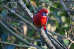 Platycercus elegans × eximius