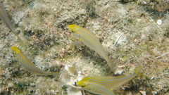 Sarpa salpa