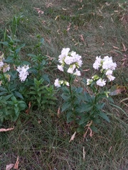 Saponaria officinalis