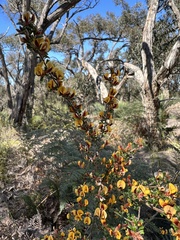 Pultenaea scabra
