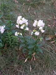 Saponaria officinalis