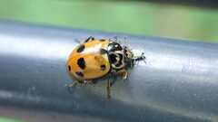 Hippodamia variegata